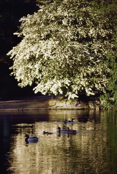 Dublin - Parks, Saint Stephen's Green, Ireland