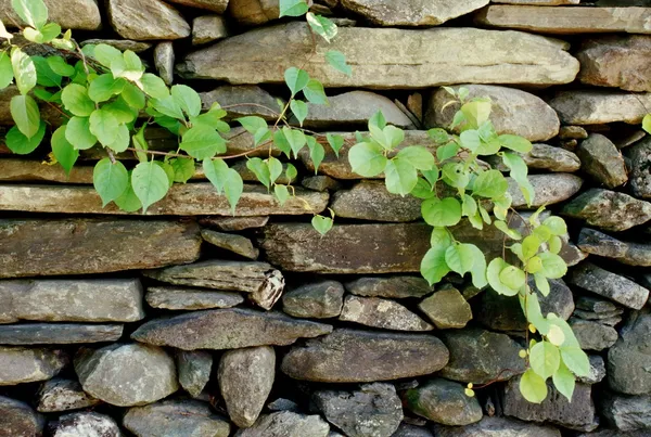 石头墙和藤 — 图库照片