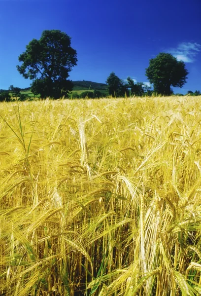 A Field Of Barley — Stockfoto