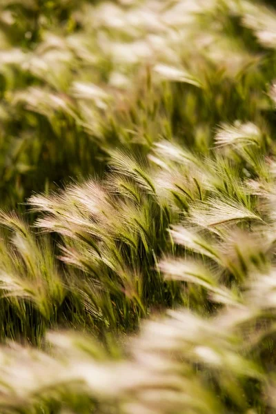 Orzo coda di volpe — Foto Stock