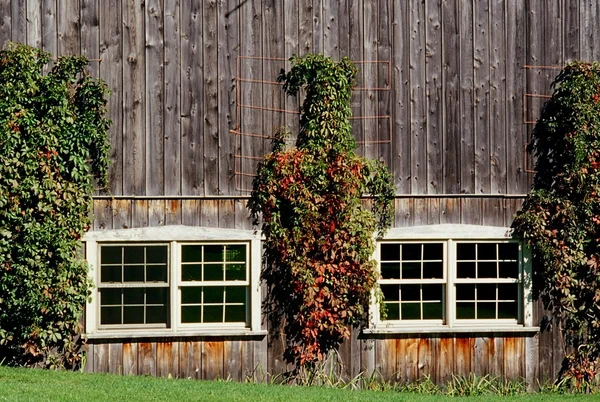 Wijnstokken groeien op de buitenkant van een schuur — Stockfoto