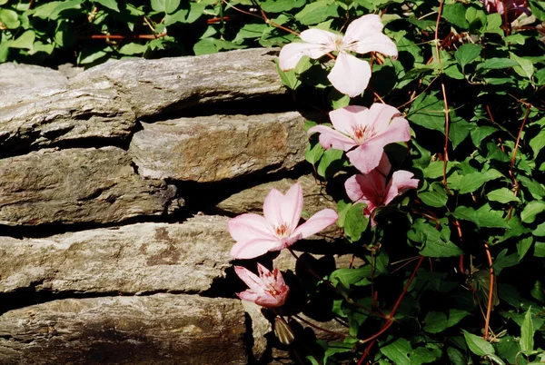 Bloemen in een tuin — Stockfoto