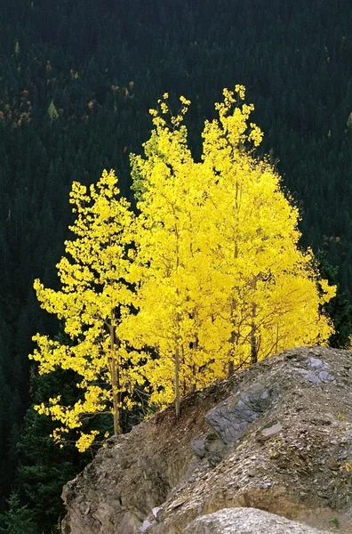 Hojas amarillas en árboles en una roca — Foto de Stock