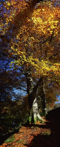 La lumière du soleil coule à travers un arbre — Photo