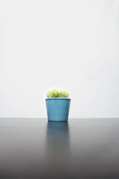 Plant In A Blue Pot — Stockfoto