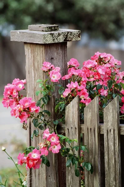 Roses et poteau de clôture — Photo