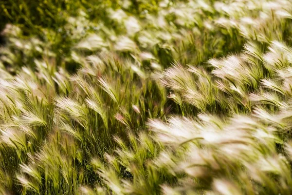 Foxtail Barley — Stock Photo, Image