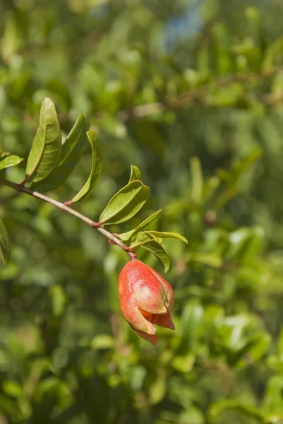 Flor de uma árvore de romã — Fotografia de Stock