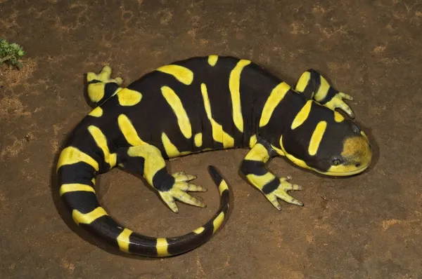 Texas Barred Tiger Salamander — Stockfoto