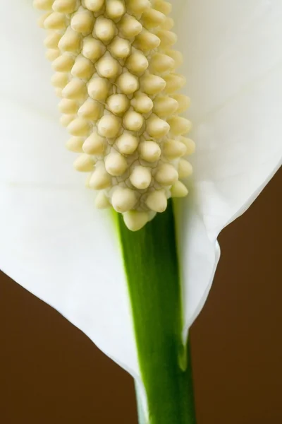 Close-Up Of Peace Lily Flower — Stock Image Close-Up Of Peace Lily Flower Royalty Free Stock Photos