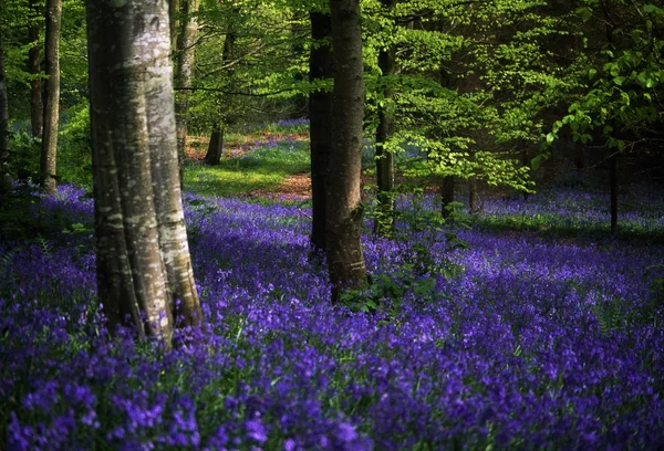 Glens Of Antrim, Bluebells, Portglenone Forest, Ireland — Stock Image Glens Of Antrim, Bluebells, Portglenone Forest, Ireland Royalty Free Stock Images