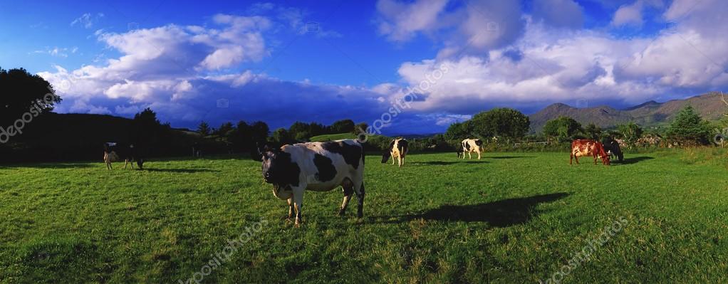 Гольштейн-фризский скот пасущийся на ирландском поле Лицензионные Стоковые Изображения