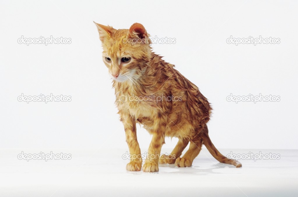 Wet Kitten