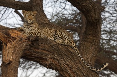 Afrikalı leopar ağaçta dinleniyor.