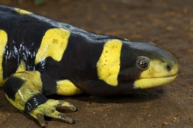 Çubuklu texas kaplan semender (ambystoma mavortium)