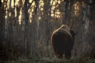 bir Buffalo arka görünüm