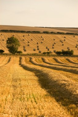 çiftçinin alan, north yorkshire, İngiltere