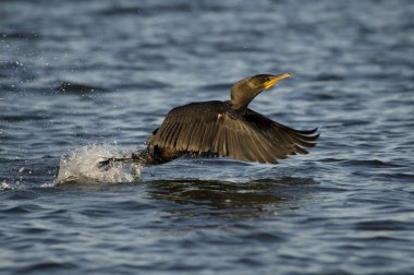 Karabatak (Phalacrocorax)