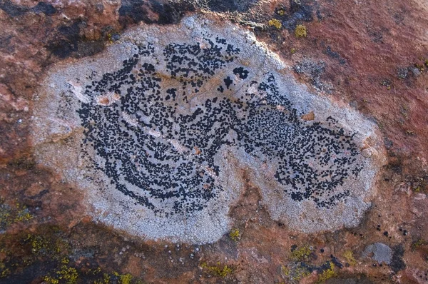 Lichen creciendo en roca arcillosa —  Fotos de Stock