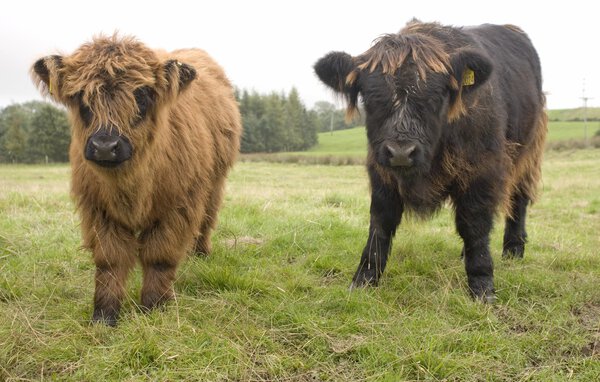 Highland Cattle Calves, Scotland