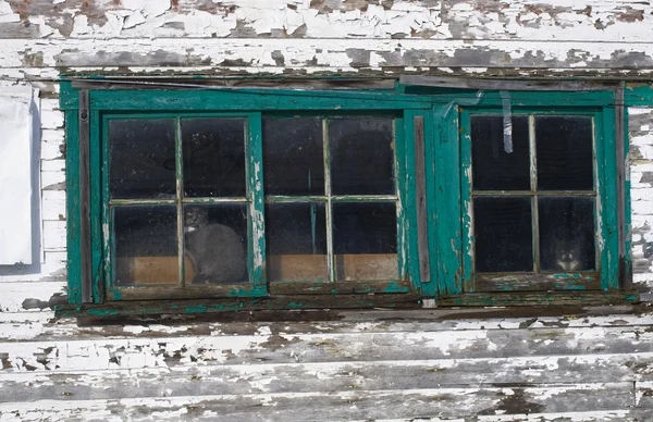 Gato mirando por la ventana de un tiempo golpeó casa de campo —  Fotos de Stock