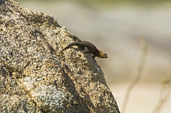 Granite Spiny Lizard (Sceloporus Orcutti) — Stock Photo, Image