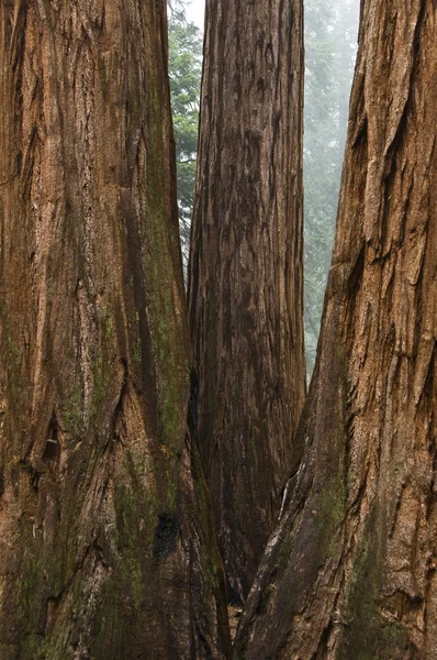 Alberi di sequoia — Foto Stock