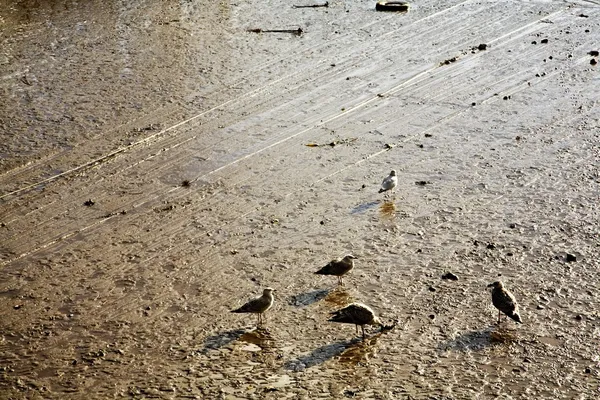 Gabbiani che si nutrono a bassa marea, Bridlington, Inghilterra — Foto Stock