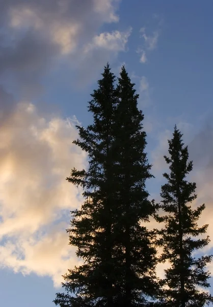 Высокие деревья — стоковое фото