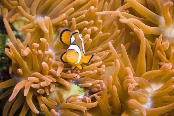 Pesce pagliaccio su un anemone di mare — Foto Stock