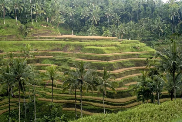 Rice Terraces — Stock Photo, Image