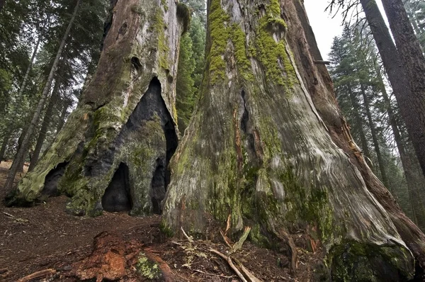 Dead sequoia trees — Stock Photo, Image