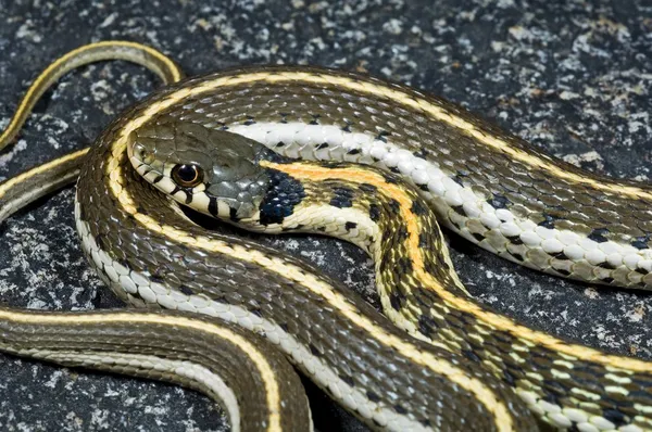A Western Black-Necked Garter Snake (Thamnophis Cyrtopsis) — Stock Photo, Image
