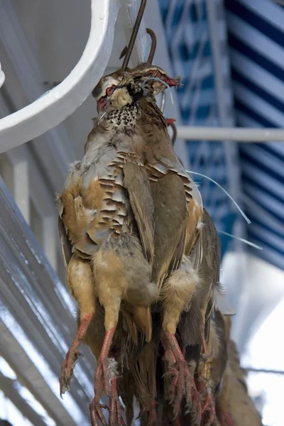 Tote Vögel — Stockfoto