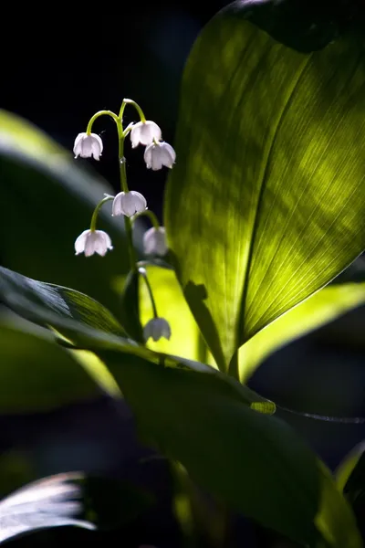 Лилия из вазочек — стоковое фото