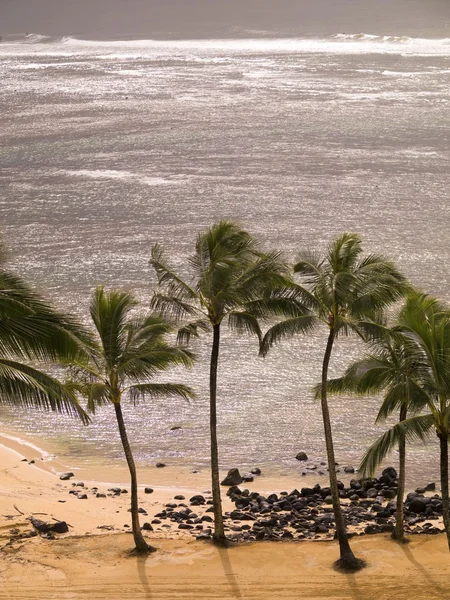 Palm Trees And Beach, Kaui, Гавайи — стоковое фото