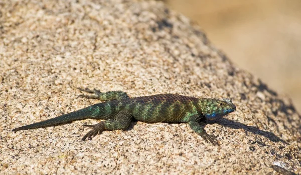 Žula ostnaté ještěrka, (sceloporus orcutti) do chovu zbarvení — Stock fotografie