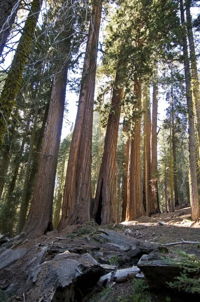 Sequoia árvores, parque nacional de Sequoia — Fotografia de Stock