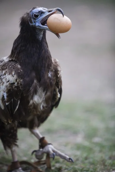 Vautour égyptien avec oeuf (Neophron Percnopterus ) — Photo