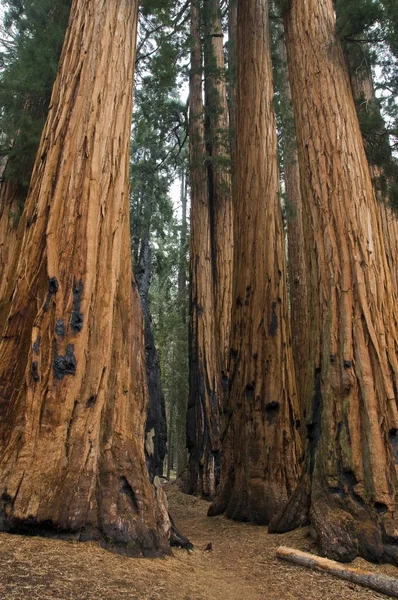 Árboles de Sequoia — Foto de Stock