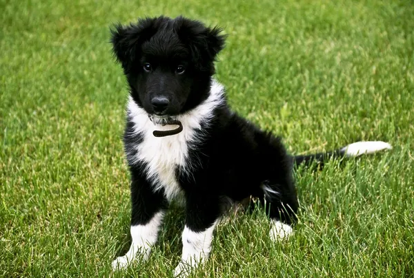 Puppy zittend op het gras — Stockfoto