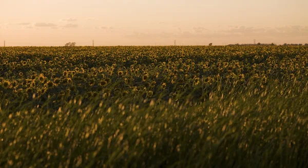 ひまわり畑、マニトバ州、カナダ — ストック写真