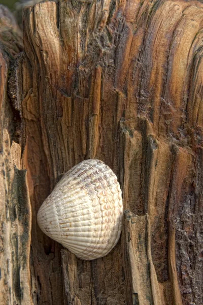 Sea Shell On Driftwood — Stok Foto