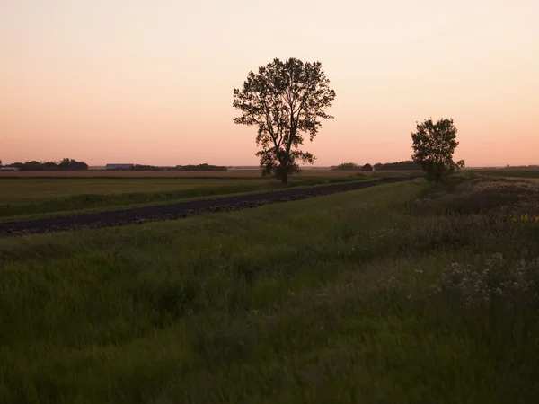 Деревья в поле, Манитоба, Канада — стоковое фото