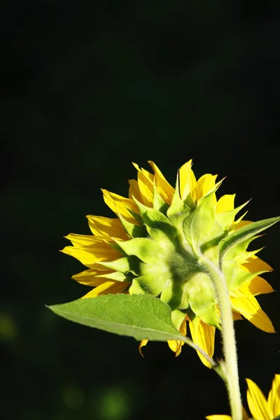 Die Rückseite der Sonnenblume — Stockfoto