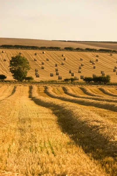 Rolnik na polu, north yorkshire, Anglia — Zdjęcie stockowe