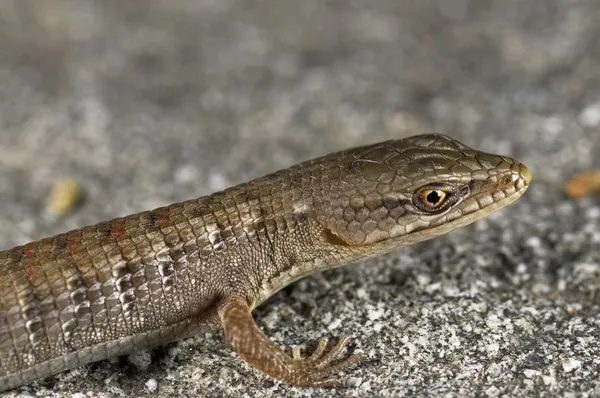 Een jonge san diego alligator hagedis (elgaria multicarinata webbii), Californië, usa. hagedis zittend op een rotsblok — Stockfoto