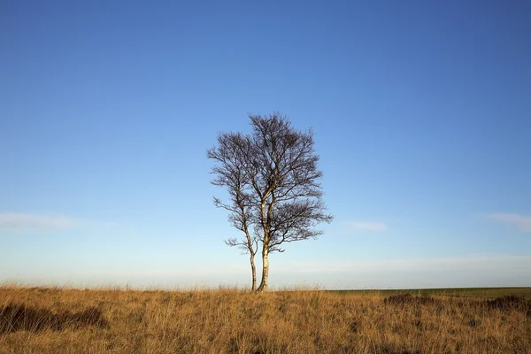 Een eenzame boom — Stockfoto