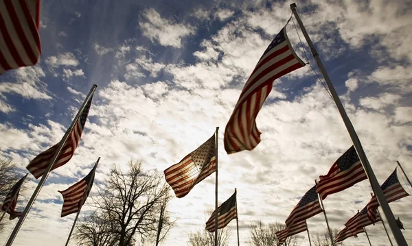 Eine Gruppe amerikanischer Flaggen — Stockfoto