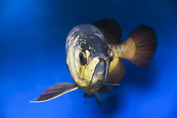 Fish closeip — Stock Photo, Image